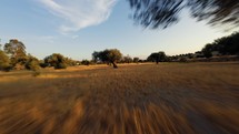 Speed In The Air Through Olive Trees In Calabria 