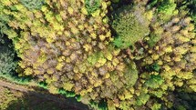 Yellow autumn top trees. Aerial view 