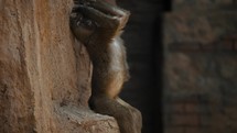Small baboon on a rock