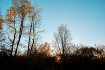 bare trees in a forest 