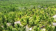 aerial view over a palm forest 