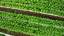Aerial footage of rows of plants growing inside a large greenhouse