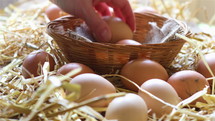 Local farmer collects eggs from chicken coop and places them in a basket. 