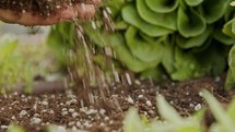 Close up on farmer hand adding soil to a parsley and lettuce plants in a garden