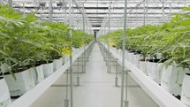 Medical Cannabis plants growing under controlled conditions in a large greenhouse
