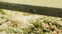 Macro shot of drip irrigation systems watering plants in a greenhouse
