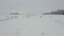 Drone following deer in the snow in an overcast wintry scene. 