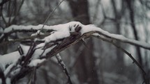 Winter snow on a tree branch. 