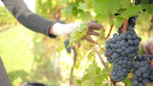 pruning vines in a grape vineyard 