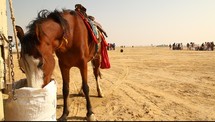 horse drinking water from a bucket in the desert 