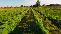 Green Vineyard landscape arial view 