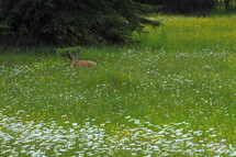 deer laing down in field of flowers