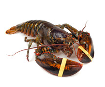lobsters 