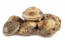 clams on a white background 