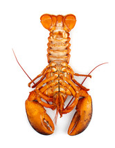  lobster on a white background 
