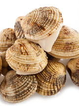 clams on a white background 