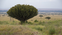 tree in African savanna