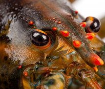 lobster eyes 