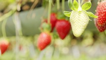 Close up on large ripe Strawberries inside a greenhouse