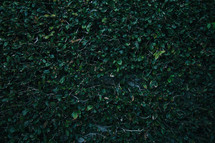 green hedge background 