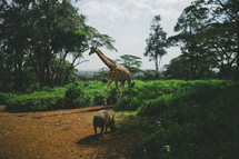 Giraffe and wild hog in the jungle