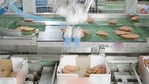 Automatic robot packing sweet potatoes from a conveyor belt to a box in a sorting facility