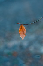 single leaf on a branch