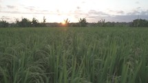 Sunset Lush Green Grass Rice Field Kertalangu Bali Indonesia