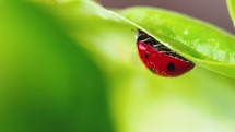 Ladybug in the green grass