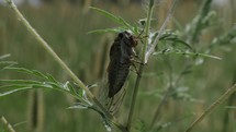 Cicada, locust on green plant in cinematic, slow motion.