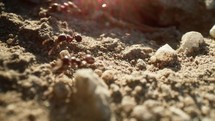  Ants Work At An Anthill