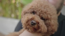 Asian Man with Cute Brown Poodle Puppy Showing Affection
