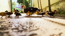 Ducklings walking around with mom