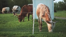 Texas Longhorn Cattle Grazing In Summer