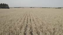 Drone shot of wheat field with smoky atmosphere