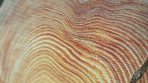 Tree Rings of a chopped trunk