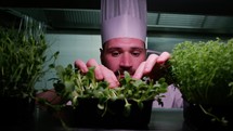 Chef Choosing The Best Plant For The Aroma