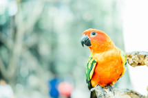 orange parrot 