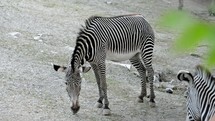 Grazing zebras.
