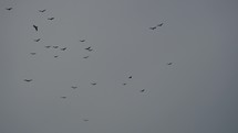 Hundred of Birds Circling in the Sky, a Flock of Crows. 