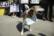 a dog at a peace protest 