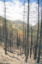 burnt trees in a forest after a forest fire 