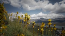 Yellow flowers in a field with scenic clouds and mountains in the background