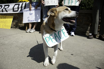 Men, women and dog protesting wars