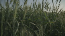 Tracking shot of a large green wheat field during spring time