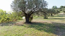 Calm Horse under olive tree
