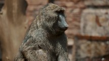 Baboon standing on a rock, slow-mo fountain in the back