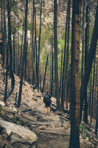 a woman backpacker standing alone in a forest. Forest fire, burned trees. Regrowth
