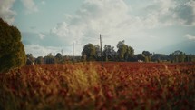 Red clover field in Latvian countryside