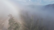 Sun and fog in the mountain forest